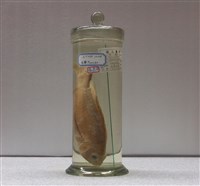 藏品(黑鯛)的圖片